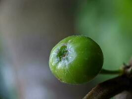 fechar acima, foto do floresta plantar fruta