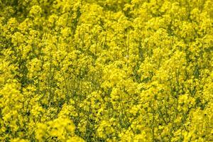 campo do lindo primavera dourado flor do colza, canola colza dentro latim brassica napus, colza é plantar para verde indústria foto