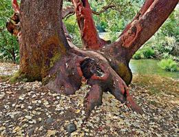 madrone maravilha-se com a área de recreação do estado de casey perto de mcleod ou foto