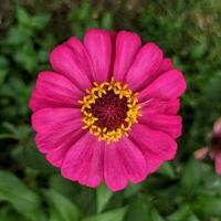 uma fechar-se do uma brilhante roxo Rosa zínia flor com macro tomada, selecionado foco, e desfocado fundo, Além disso conhecido Como zínia Elegans ou zínia violácea cav. foto