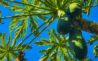 bela árvore de mamão na natureza tropical em puerto escondido méxico. foto