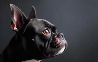 boston terrier em uma Preto fundo dentro perfil, isolado, discreto, cópia de espaço. ai gerado foto