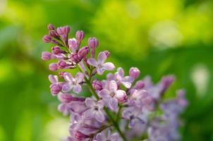 lindas flores de lilás roxo desabrochando ao sol foto