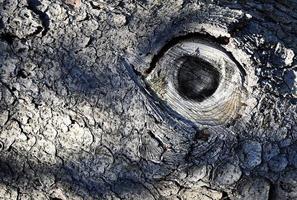 olho abstrato na casca de uma velha árvore foto