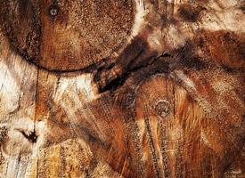 detalhe abstrato em troncos de árvores serrados foto