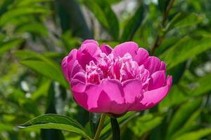 Rosa peônia flor dentro a jardim em uma fundo do verde folhas foto