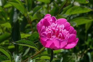 Rosa peônia flor dentro a jardim em uma fundo do verde folhas foto