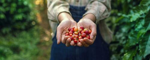 mão segurando cru café vermelho feijão dentro Fazenda foto