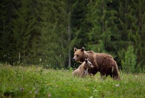 mãe urso com filhote foto