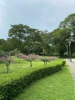 perdana botânico jardim botânico jardim dentro Malásia foto