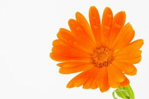 laranja Panela calêndula flor isolado em branco fundo foto