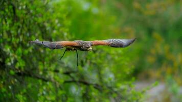 harriss Falcão dentro jardim zoológico foto