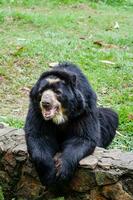 de óculos Urso Além disso conhecido Como a sul americano urso, andino urso, ou montanha urso. tremarctos ornatus foto