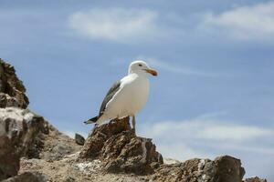 gaivota às baía do a anjos - Baja Califórnia foto