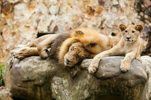 leões em repouso em topo do uma Rocha. Panthera leo foto