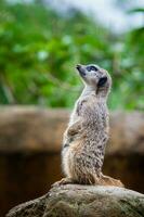 meerkat sentinela. suricata suricatta foto