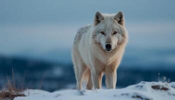 ártico Lobo em pé dentro neve, uivando alto generativo ai foto