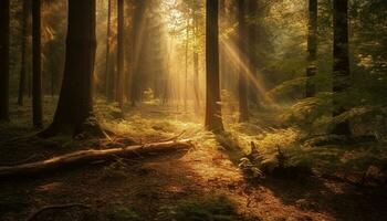 iluminado pelo sol floresta caminho conduz para outono mistério gerado de ai foto