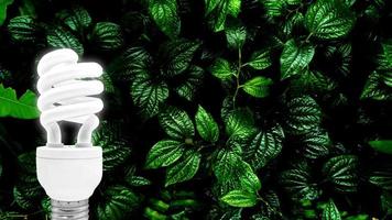 lâmpada fluorescente em fundo de folha verde tropical