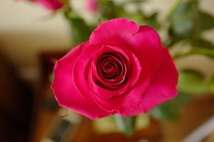 botão de flor rosa rosa close up foto