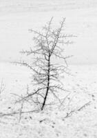 dia Visão do beleza pequeno árvore dentro inverno e galhos coberto com gelo... vertical Visão foto