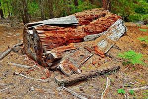grande tronco podre uma cena de floresta ao longo de fr614, a noroeste de acampamento sherman ou foto