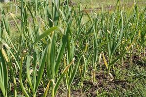 jovem Relva legumes crescer em a campo foto