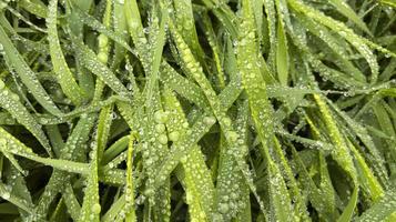 grama verde depois da chuva com gotas de água foto padrão natural