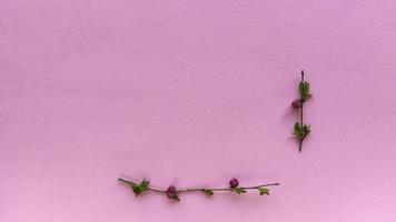 moldura minimalista de ramos com folhas e frutos em um fundo de cor rosa claro com textura pastel simples postura plana com espaço de cópia foto de estoque de conceito floral
