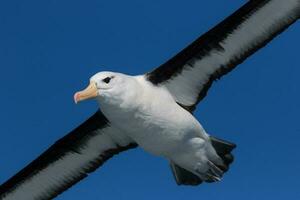 sobrancelha negra albatroz dentro australasia foto