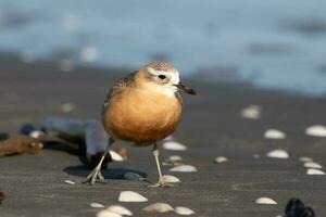 Novo zelândia dotterel foto