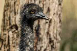 emu endêmico pássaro do Austrália foto