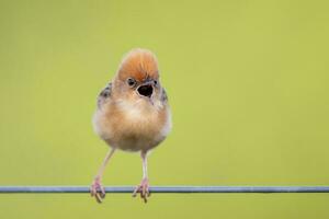 cabeça de ouro cisticola dentro Austrália foto