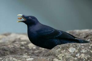 cetim Bowerbird dentro Austrália foto