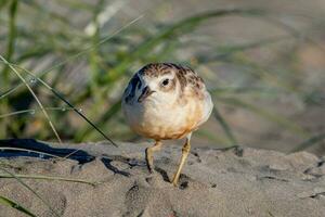 Novo zelândia dotterel foto