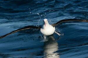 sobrancelha negra albatroz dentro australasia foto