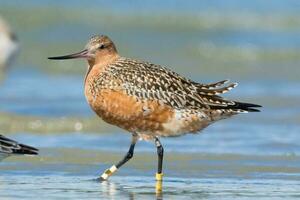 cauda de barra godwit dentro australasia foto