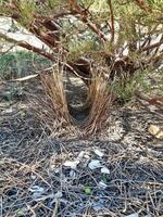 ocidental Bowerbird dentro Austrália foto