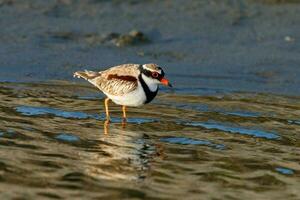 de frente negra dotterel dentro australasia foto