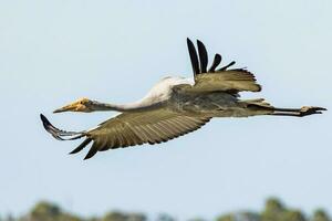 brolga guindaste dentro Austrália foto