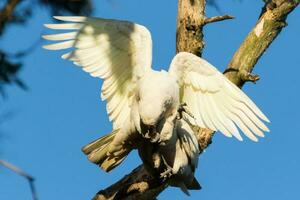 pequeno Corella dentro Austrália foto