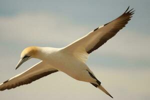 australasiano gannet dentro australasia foto