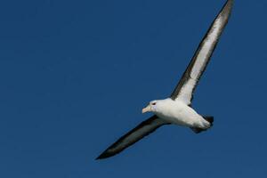 sobrancelha negra albatroz dentro australasia foto