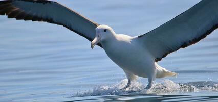 albatroz real do norte foto