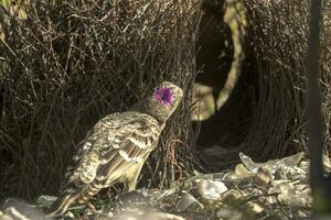 ótimo Bowerbird dentro Austrália foto