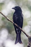 salpicado de lantejoulas drongo dentro Austrália foto