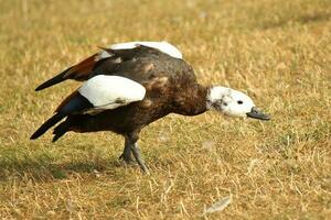 paraíso shelduck dentro Novo zelândia foto