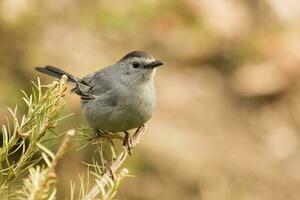 cinzento catbird dentro EUA foto