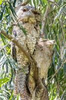 papua Frogmouth dentro Austrália foto