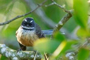 piwakawaka Novo zelândia fantail foto